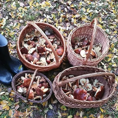 Dom Wśród Modrzewi Сasa de vacaciones