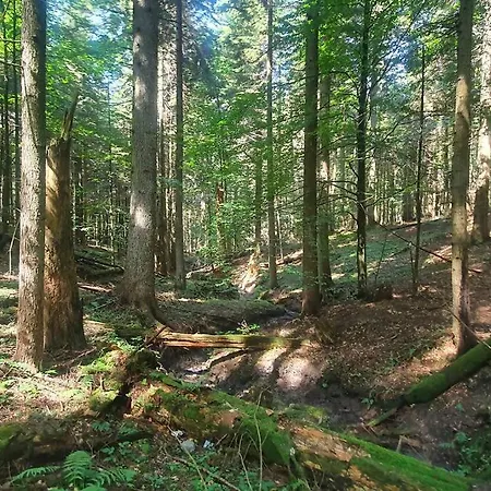 Dom Wśród Modrzewi *