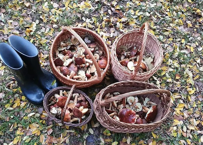 Dom Wsrod Modrzewi Vakantiehuis