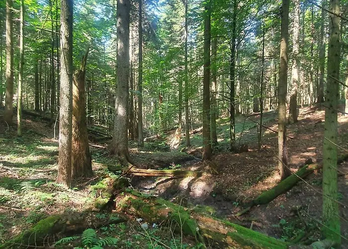 Dom Wsrod Modrzewi *